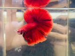 Red Halfmoon (Male)