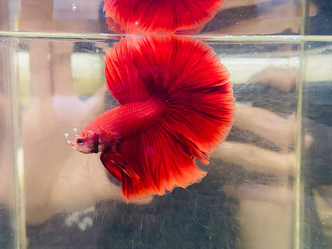 Red Halfmoon (Male)