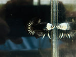 Headgear Samurai Junior (Male)