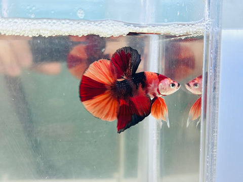 Tancho Nemo Candy Koi (Male)