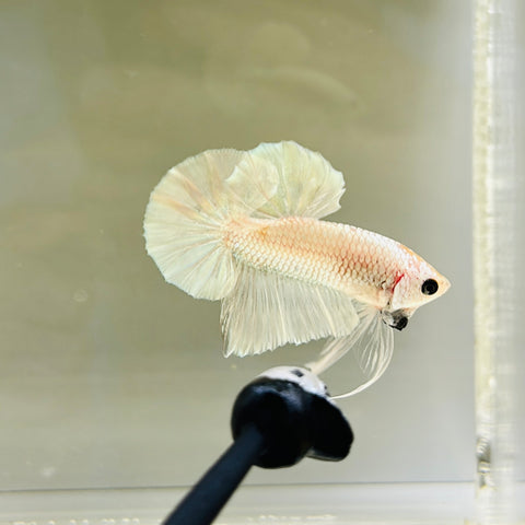 Platinum Copper (Male)