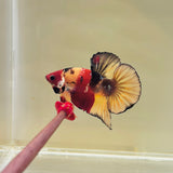 🇩🇪 Germany | Copper Candy Koi (Male)