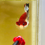 Tancho Snowflake Koi (Male)