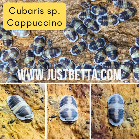 Cubaris sp. “Cappuccino” Isopod