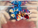 Blue Candy Koi (Male)