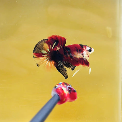 BIG-Tail Candy Koi Junior (Male)