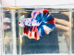 Candy Fancy Rosetail (Male)