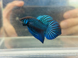 Turquoise Mahachai (Male)