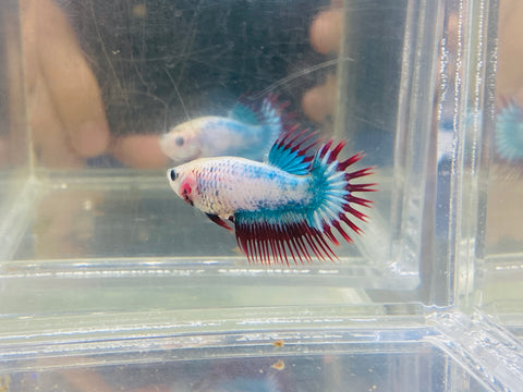 Mascot Crowntail (Female)