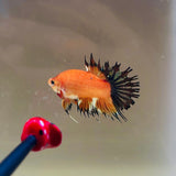 Tangerine Copper Crowntail Plakat CTPK (Male)