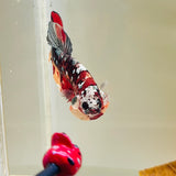 Skull-Face Ironman | Copper Koi (Male)