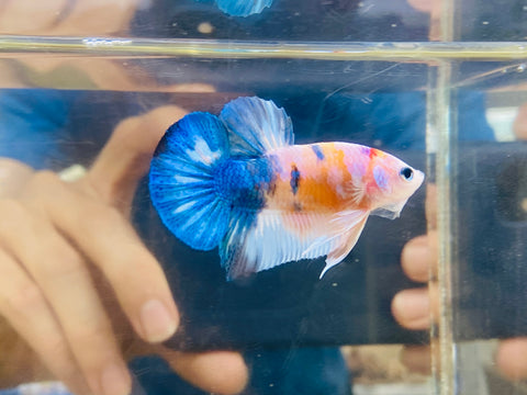 “Baby-Blue” Candy (Male)