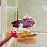 Lavender Dumbo Junior (Male)
