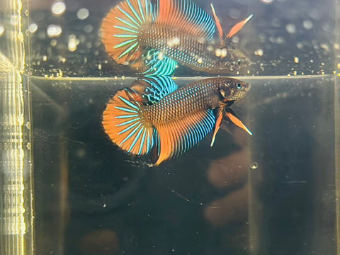 Orange Splenden (Male)