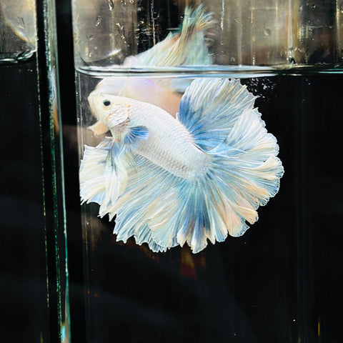 Pastel Rosetail / Feathertail (Male)