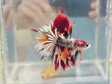 Copper Candy Halfmoon (Male)