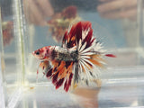 Copper Candy Halfmoon (Male)