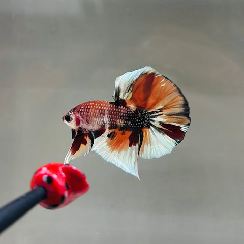 BIG-Tail Platinum Copper Candy Junior (Male)
