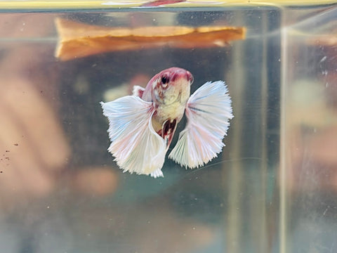 Lavender Dumbo (Female)