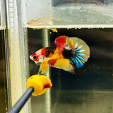 Rare! Tancho Candy Koi (Male)