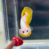 Rare! Yellow Koi “Pikachu” (Male)