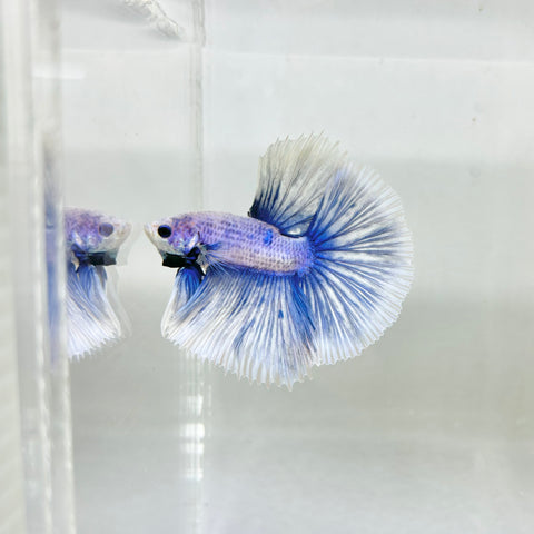 Blue Grizzle Halfmoon Junior (Male)