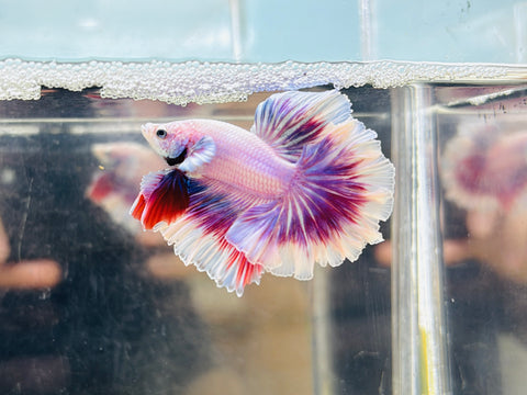 Lavender Rosetail / Feathertail (Male)