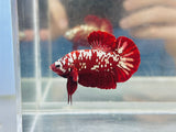 Rare! Red Galaxy (Male)