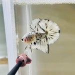 Platinum Copper Marble (Male)