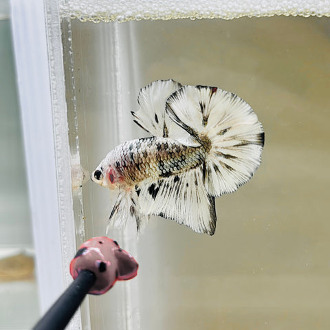 Platinum Copper Marble (Male)