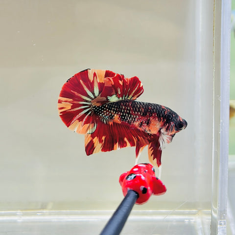 Fire Copper Candy (Male)