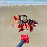 Copper Candy (Male)