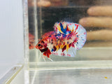 Rare! Pink Snowflake Multicolour (Male)