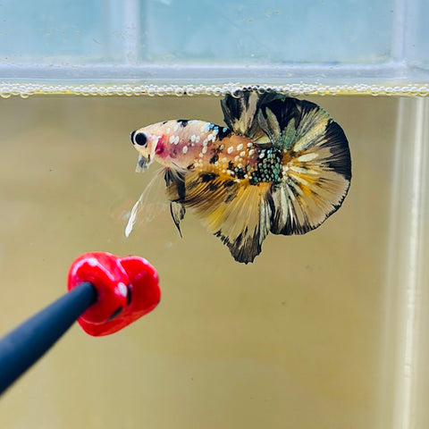 BIG-Tail Galaxy Yellow Copper Koi (Male)