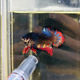 Rare! Black Jewel (Male)