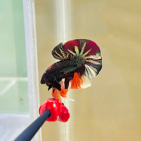 BIG-Tail Black Copper Candy (Male)