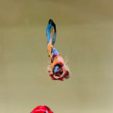 Turquoise Candy (Male)