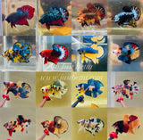 New Arrivals (Male) $80-$120 each