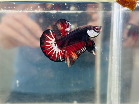 Vampire Samurai (Male)