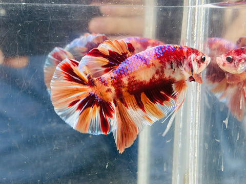 Purple Candy Giant (Male)