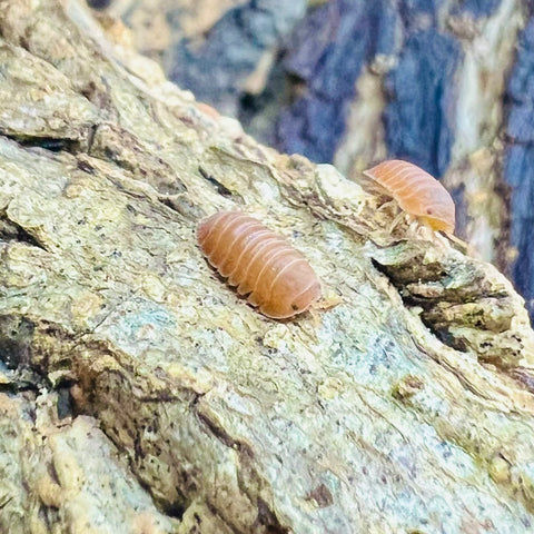 Cubaris sp. “Murina Orange” Isopod