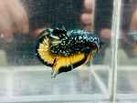 Rare! Gold-Copper BlackStar (Male)