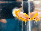 Rare! Yellow Koi Startail (Male)