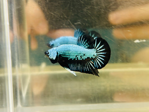 Black Emerald Dragon (Male)
