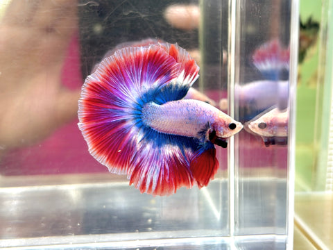 Mascot Halfmoon (Male)