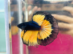 Black MG Halfmoon (Male)