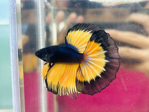 Black MG Halfmoon (Male)