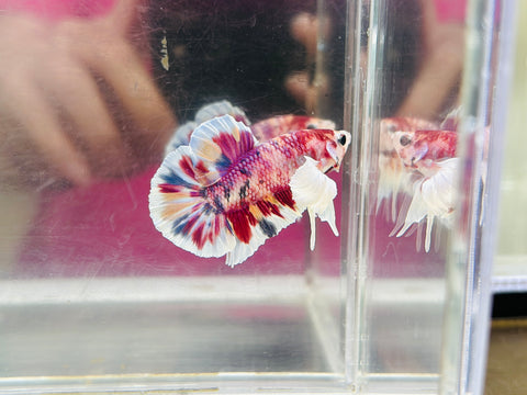 Purple Candy Dumbo Junior (Male)