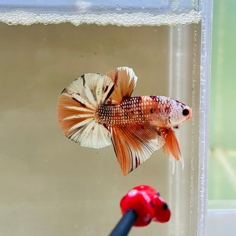 Platinum Orange Copper Candy (Male)