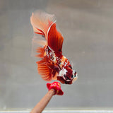 Galaxy Candy Halfmoon (Male)